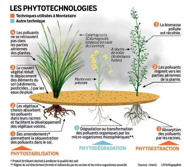 (http://www.leparisien.fr/creil-60100/a-creil-on-mise-sur-les-plantes-pour-depolluer-les-sols-30-12-2015-5410637.php)