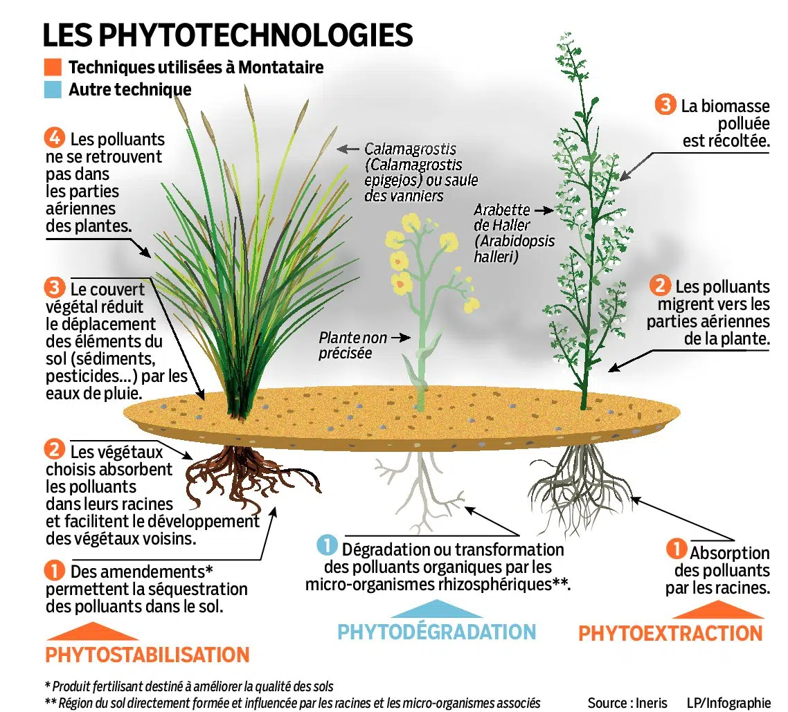 phytoremediation-journal-le-parisien.webp